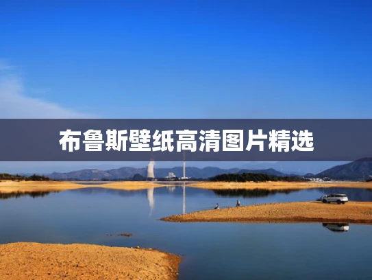 布鲁斯壁纸高清图片精选